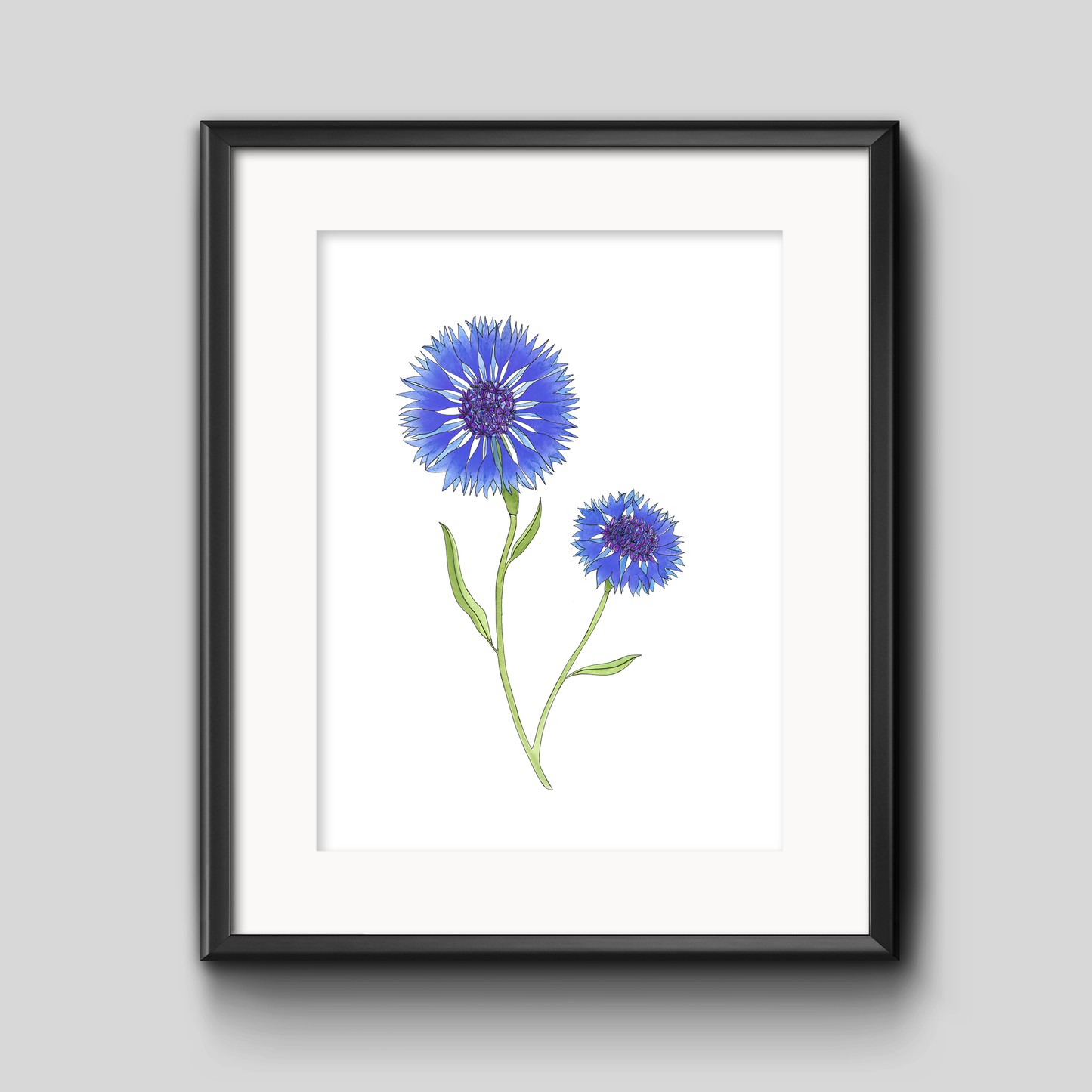Cornflower Botanical Art Print