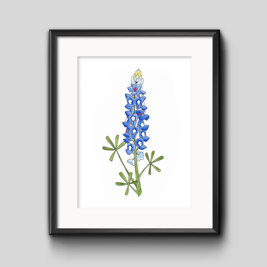 Texas Bluebonnet Botanical Art Print