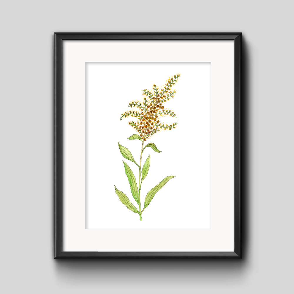 Goldenrod Botanical Art Print