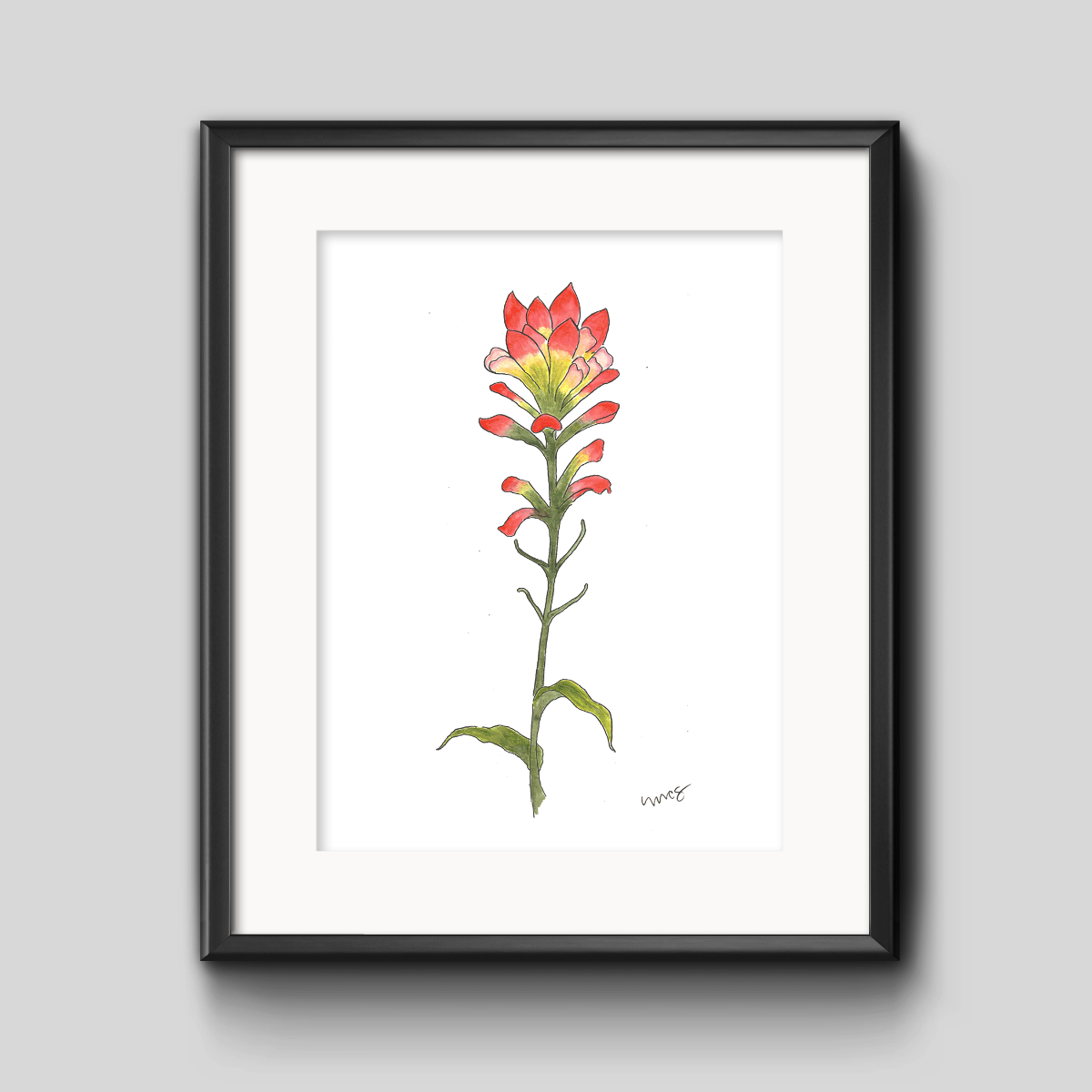 Indian Paintbrush Botanical Art Print